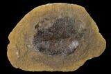 Cretaceous Fossil Leaf (Viburnum) - Kansas #136442-1